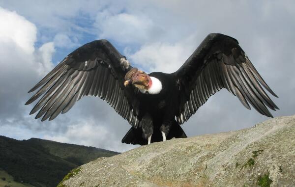 世界上最强大的鸟安第斯兀鹰翅展3米捕食美洲狮