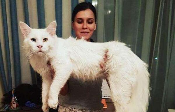 世界上最大的猫咪缅因猫体长123米破世界记录