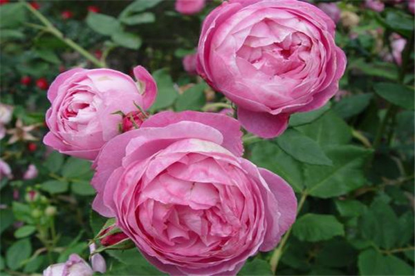 世界上最美的玫瑰花图片