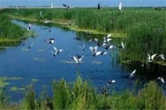 全球三大生态系统：湿地被称为地球之肾（海洋生态系统最大）