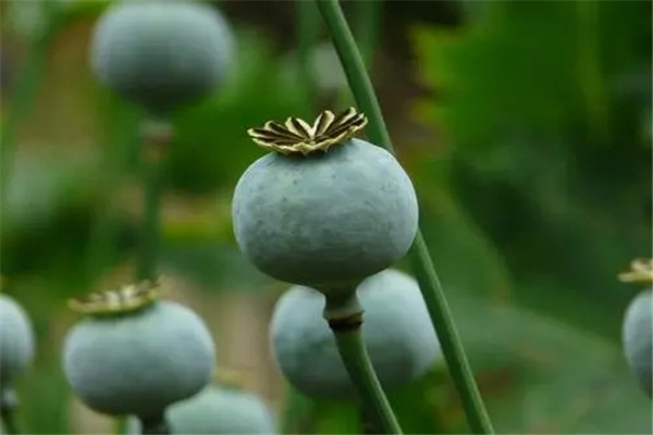 罂粟花犯法图片