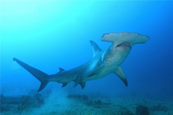 最大的双髻鲨图片