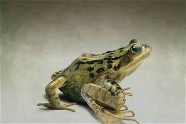 广西虎纹蛙图片