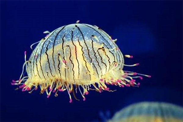 立方水母纲图片