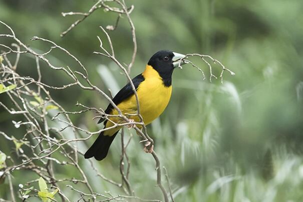 黄颈拟蜡嘴雀中国稀有鸟叫声单调尖锐石头碰撞声