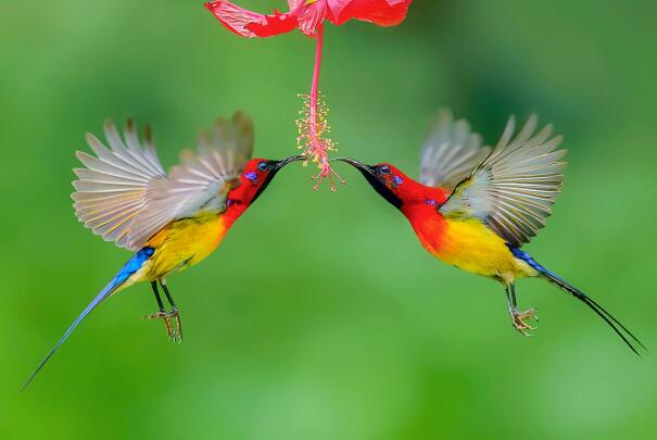 蓝喉太阳鸟：羽色美丽观赏鸟，主吃花蜜(传播花粉)