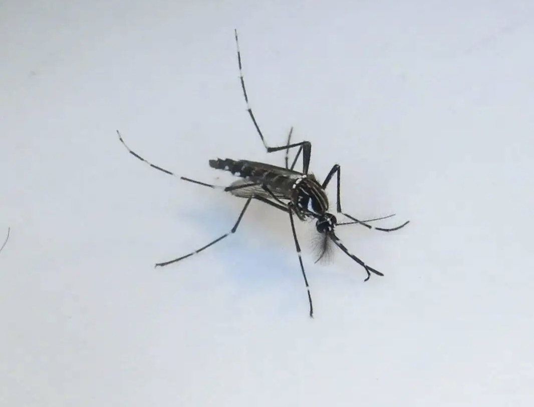 家里的蚊子超级多怎么办？ - 知乎