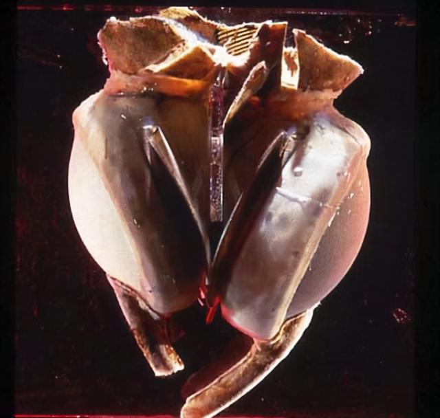 5万年前的人造心脏图片