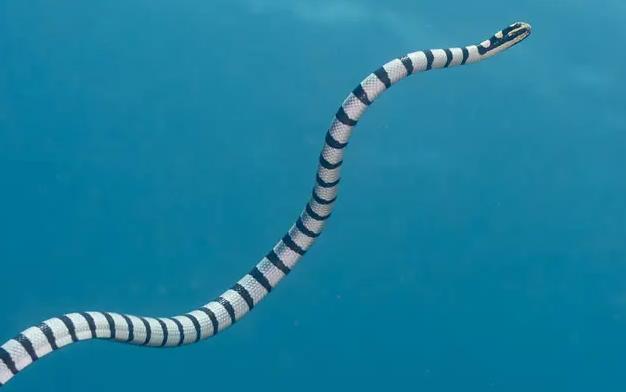贝氏海蛇图片