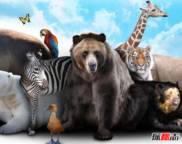 世界上所有动物大全图片