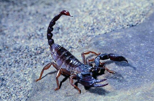 巴勒斯坦毒蝎图片