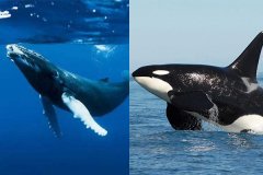 南露脊鲸和虎鲸谁大?虎鲸仅南露脊鲸一半长(重不到1/10)