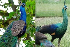 绿孔雀和蓝孔雀的区别是什么?绿孔雀为什么濒危了
