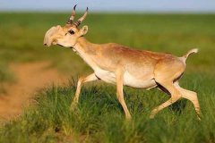 高鼻羚羊最高寿命是多少?或是第四纪冰川的幸存物种