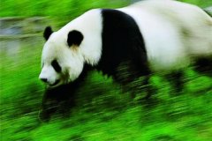 大熊猫最快奔跑速度是多少?最快速度堪比刘翔(时速40公里)
