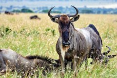 角马和牛羚是同一种动物吗?角马就是非洲的牛羚