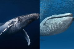 座头鲸和蓝鲸哪个大?蓝鲸比座头鲸长2倍(世界最大动物)