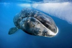 弓头鲸和蓝鲸哪个大?弓头鲸体型堪称第四大鲸鱼(长21米)