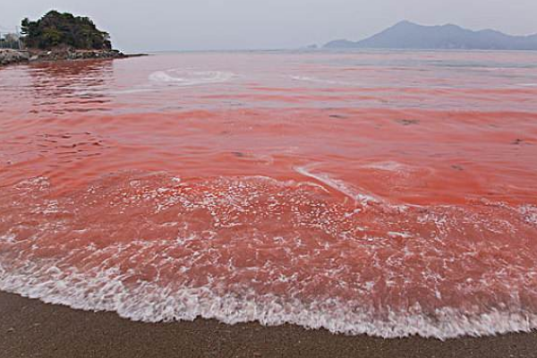 红海为什么叫红海