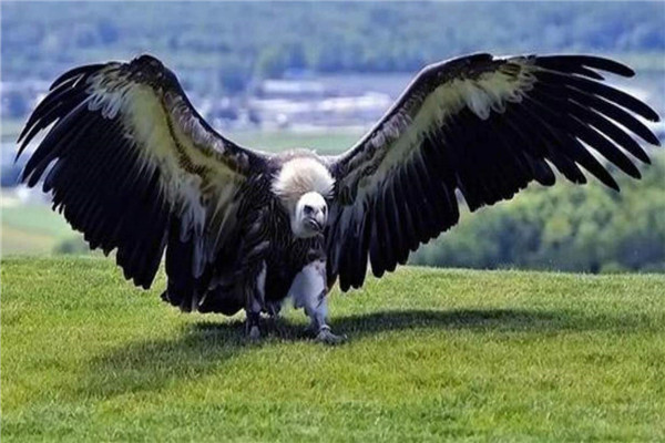 哈斯特巨鹰是什么样的老鹰 比一般的鸟类大得多