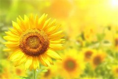 向日葵怎么干花制作方法：可以用自然风干（便于收藏）