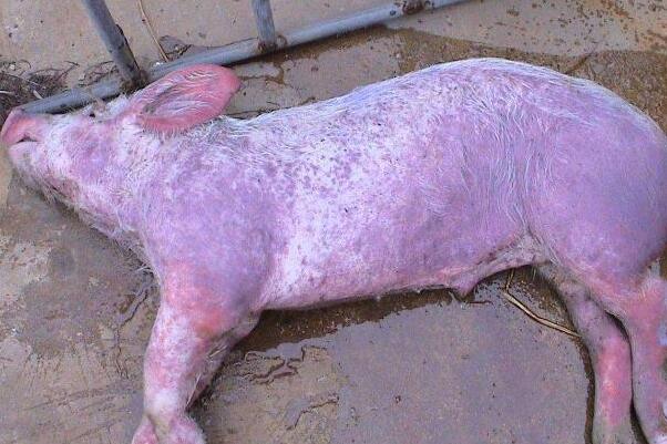猪瘟早期症状图片图片