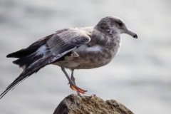ҳŸ࣬ʳԽ(ҲԺϷ)