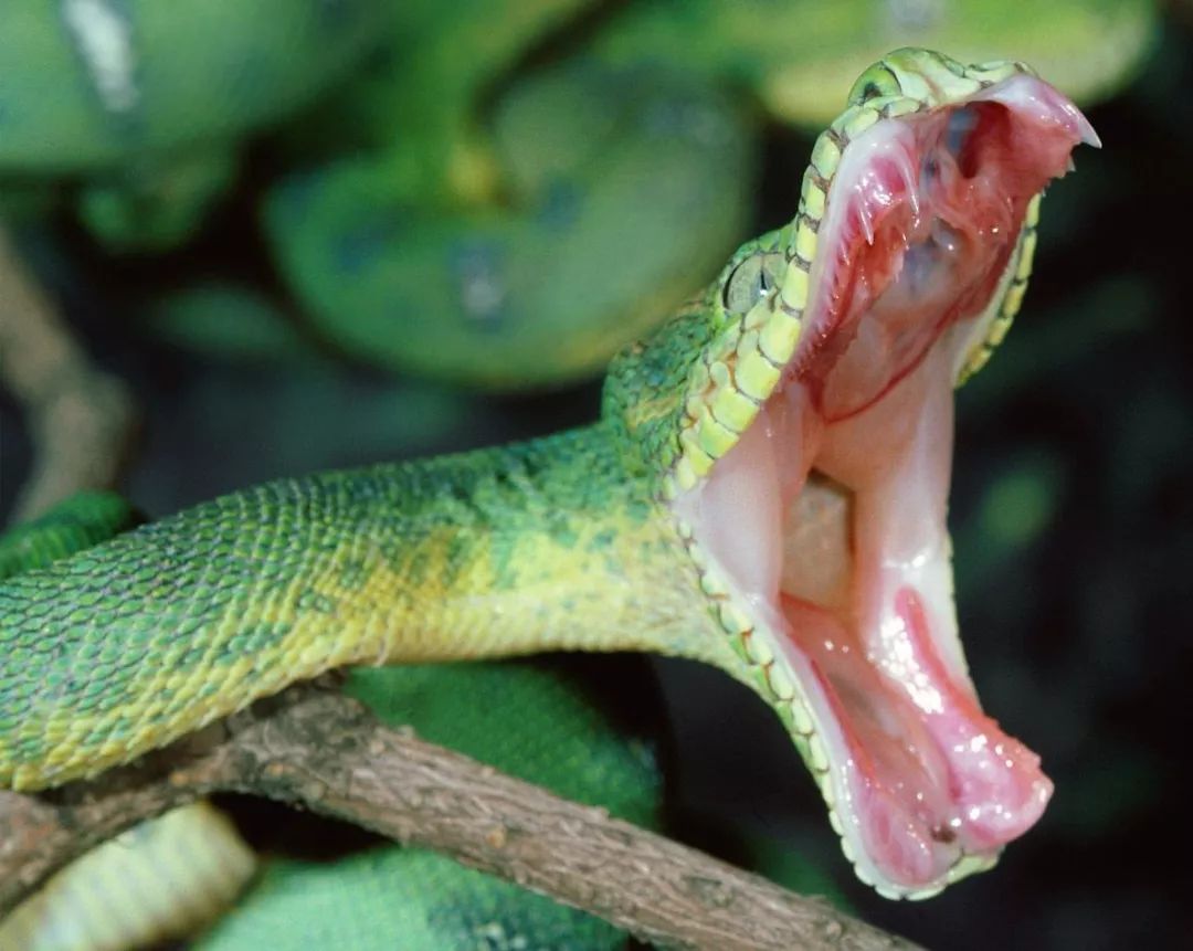 恐怖毒蛇照片十大图片