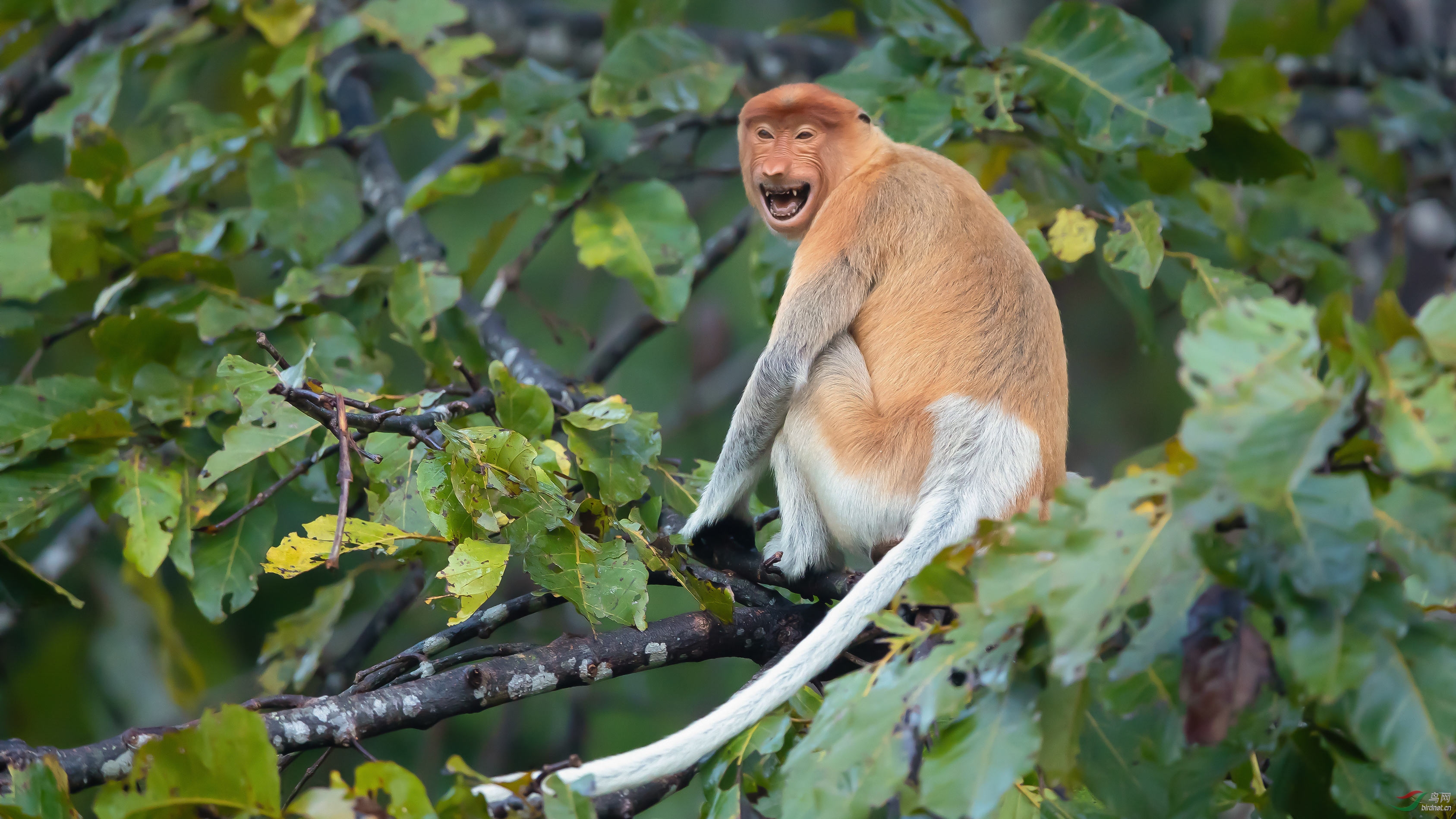 在Labuk海湾美洲红树的一只罕见的长鼻猴 库存照片. 图片 包括有 深色的, 马来西亚, 野生生物, 阿福雷斯 - 123524748