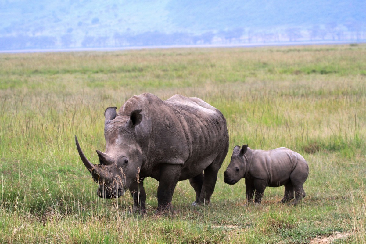 直击非洲的偷猎战争：数百人为保护犀牛大象而战|犀牛|偷猎|犀牛角_新浪新闻