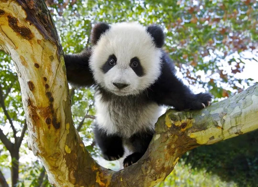 熊猫为什么只有中国有? 而外国却没有？ | 说明书网