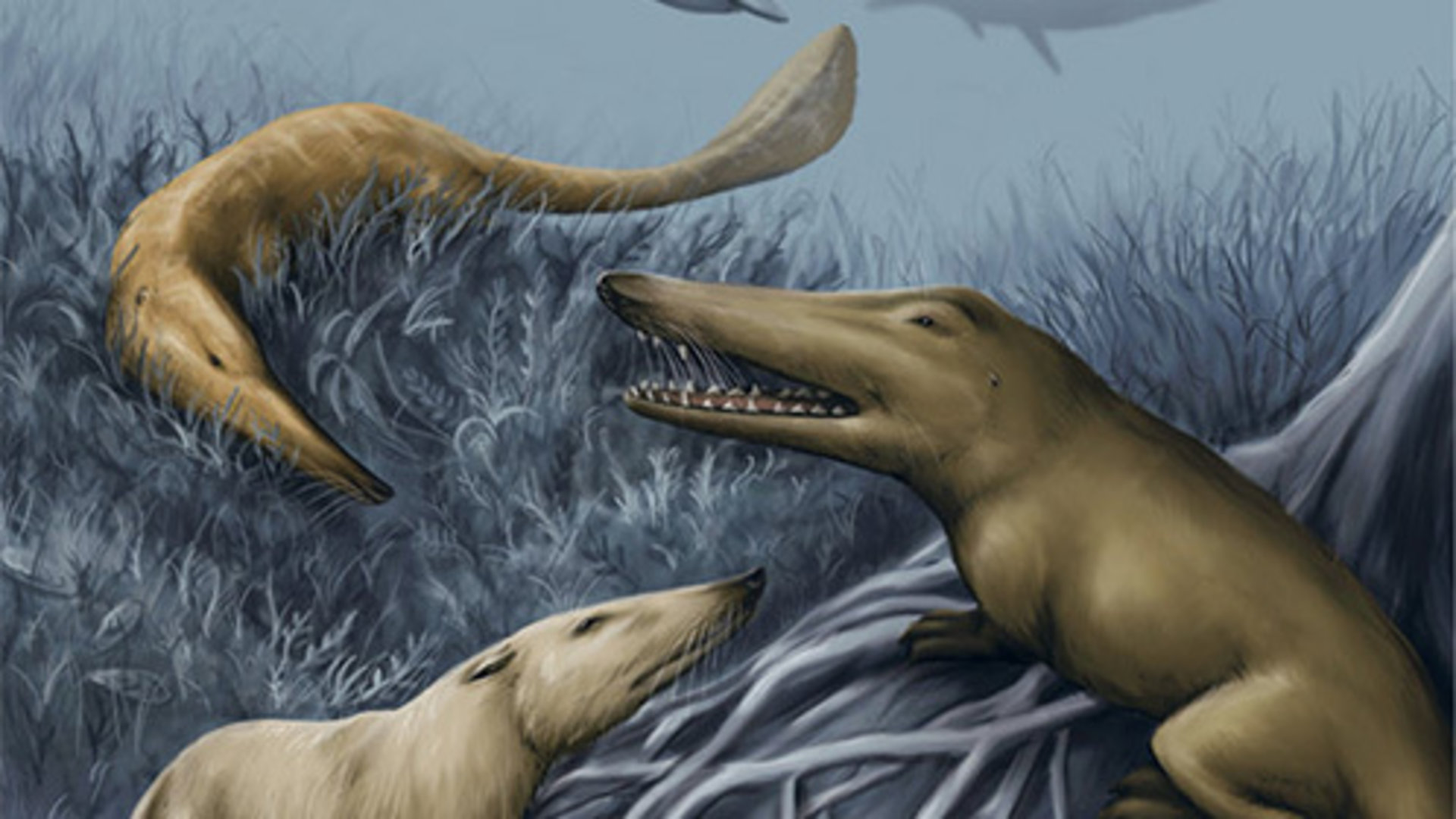 巴基鲸的祖先图片