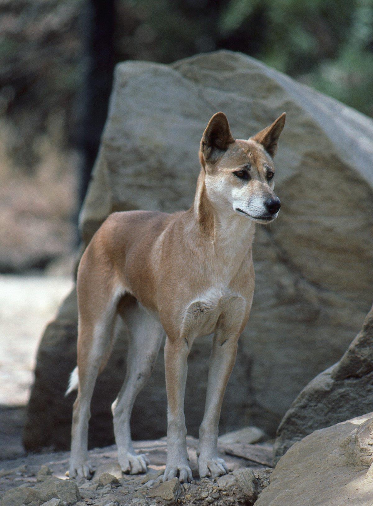 澳洲野狗--生态系统守护者 - 知乎