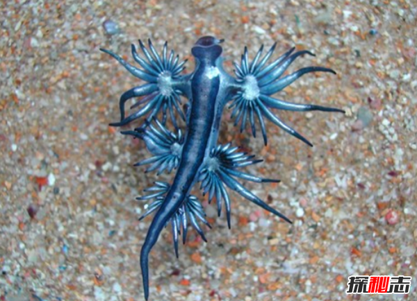 十大最奇怪最危险的深海生物,篮星寿命可长达35年