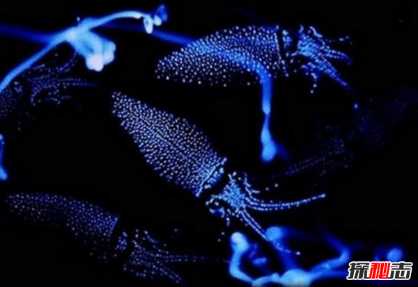 十大最奇怪最危险的深海生物,篮星寿命可长达35年