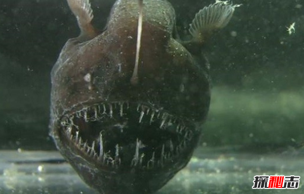 海洋里的秘密?深海中十大最恐怖的生物