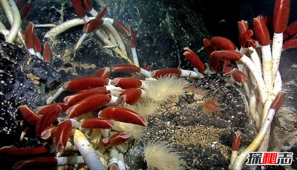 海洋里的秘密你了解?深海中十大最恐怖的生物