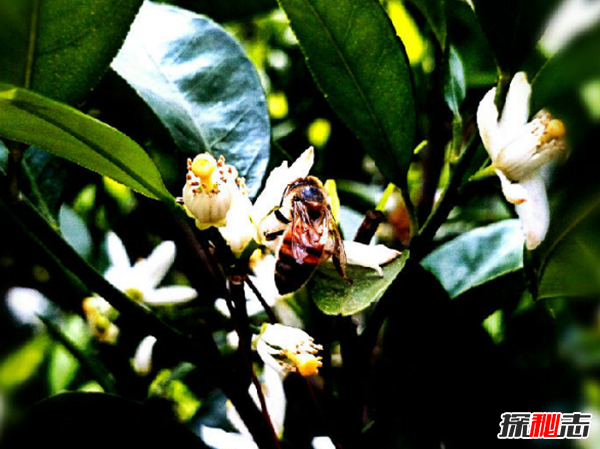 蜂蜜有哪些功效和作用?关于蜂蜜的十大用途