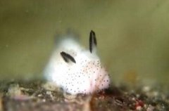 海兔子是小鱿鱼吗 两者相似但却有区别