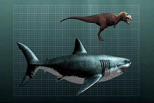 巨齿鲨的克星图片