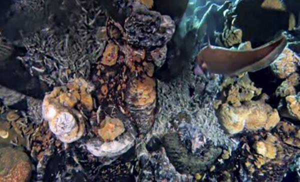 海底热泉旁边的生物 它们依赖热泉存活(图2)