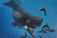 梅尔维尔鲸的天敌是什么？为何梅尔维尔鲸会灭绝