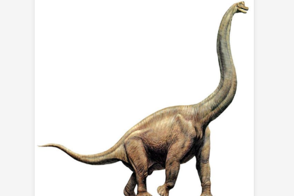 身体最长的恐龙图片