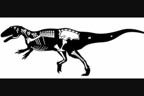 齿河盗龙南美大型恐龙长7米生于白垩纪末期