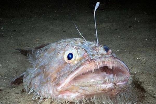 水里游的恐怖鱼图片