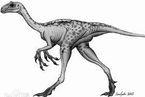 彩蛇龙：澳大利亚食肉恐龙（长2.4米/化石值2.2万美元）