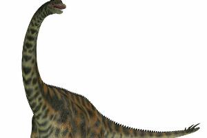 阿马格巨龙：阿根廷大型食草恐龙（长12米/1.25亿年前）