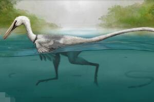 鹫龙：阿根廷小型食肉恐龙（长1米/距今9000万年前）