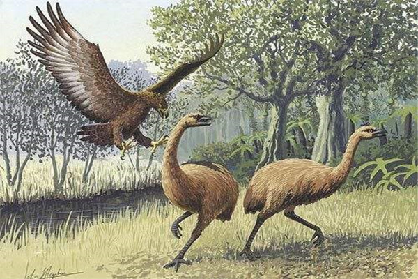 恐鸟：身体巨大最大种类高度可达3.5米（没翅膀）插图4