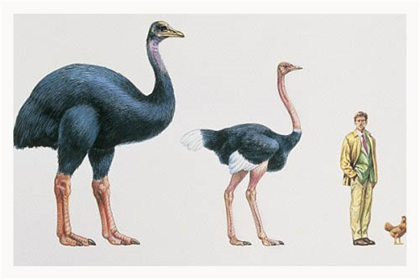 恐鸟：身体巨大最大种类高度可达3.5米（没翅膀）插图8